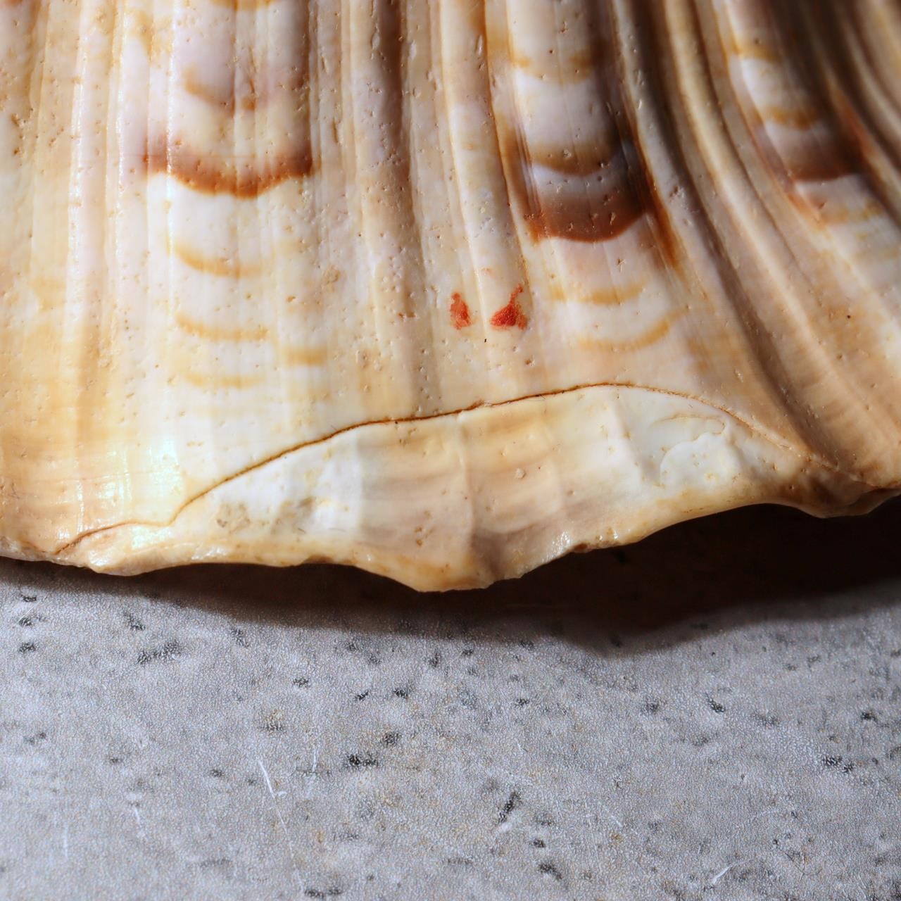 Japanese Horagai Triton’s Trumpet Shell Buddhist Ritual Horn 33cm SG889