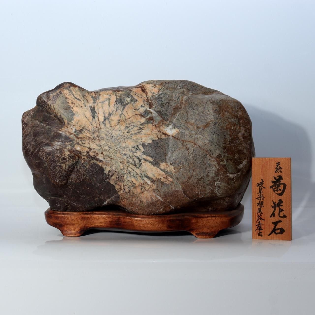 Japanese Natural Chrysanthemum Stone Kikuka-seki Neodani Gifu with Daiza SS2360