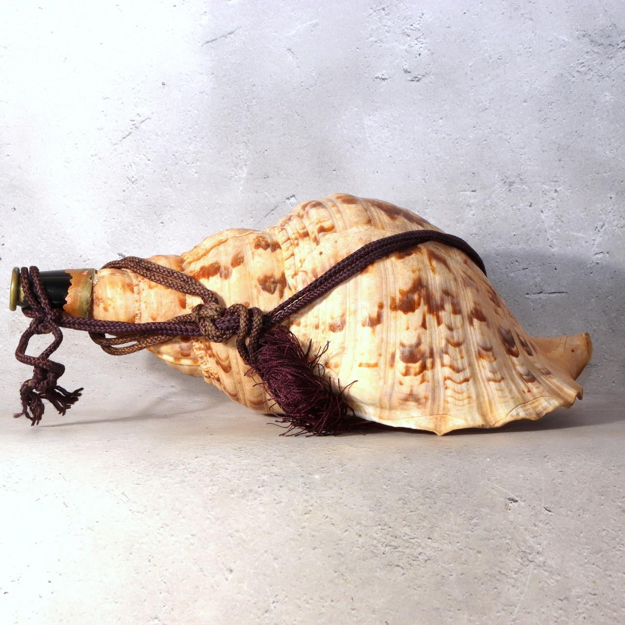 Japanese Horagai Triton’s Trumpet Shell Buddhist Ritual Horn 33cm SG882