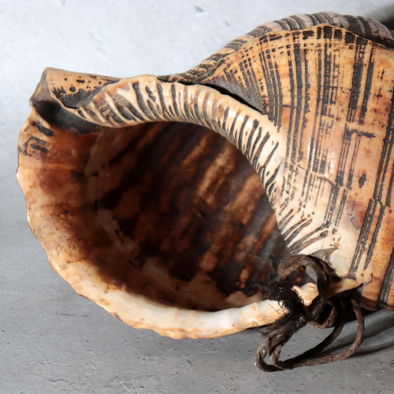Vintage Japanese Horagai Conch Shell Trumpet Display Object SG916