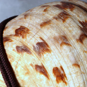 Japanese Horagai Triton’s Trumpet Shell Buddhist Ritual Horn 33cm SG8812