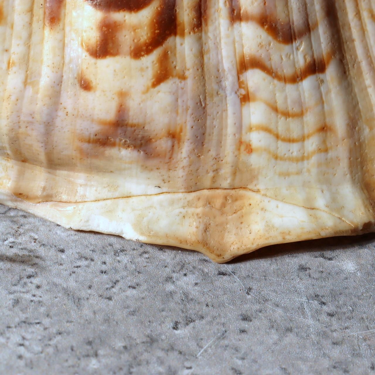 Japanese Horagai Triton’s Trumpet Shell Buddhist Ritual Horn 33cm SG888