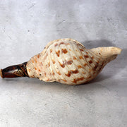 Japanese Horagai Conch Shell Trumpet Lacquered Mouthpiece Gold Swirls Yamabushi2