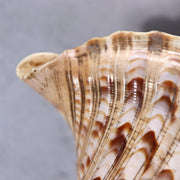 Japanese Horagai Conch Shell Trumpet  Yamabushi Samurai Whistle 23cm SG8910