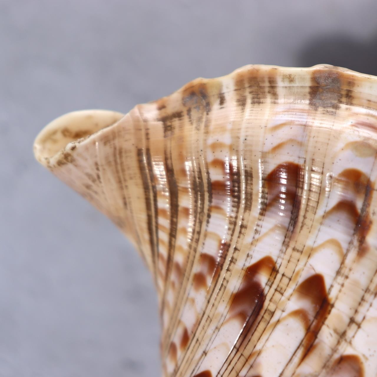 Japanese Horagai Conch Shell Trumpet  Yamabushi Samurai Whistle 23cm SG8910