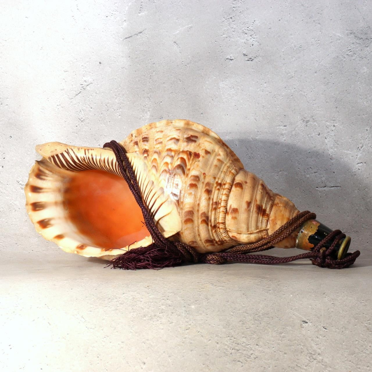 Japanese Horagai Triton’s Trumpet Shell Buddhist Ritual Horn 33cm SG880