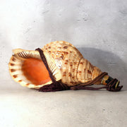 Japanese Horagai Triton’s Trumpet Shell Buddhist Ritual Horn 33cm SG880