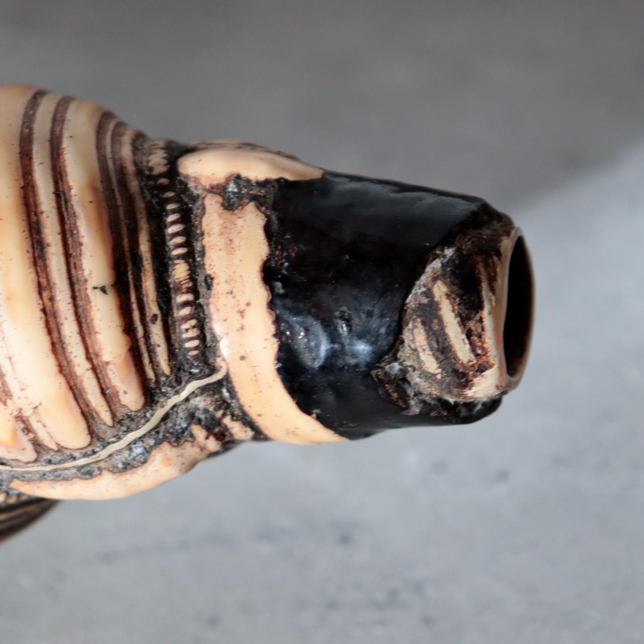 Vintage Japanese Horagai Conch Shell Trumpet Display Object SG914