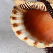 Japanese Horagai Triton’s Trumpet Shell Buddhist Ritual Horn 33cm SG8814