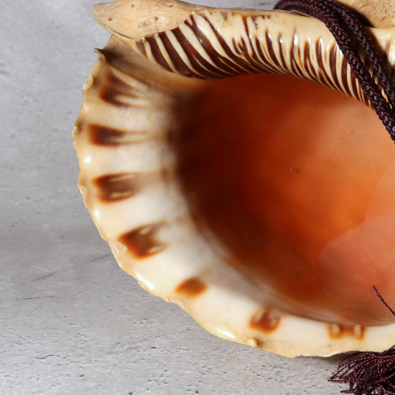 Japanese Horagai Triton’s Trumpet Shell Buddhist Ritual Horn 33cm SG8814