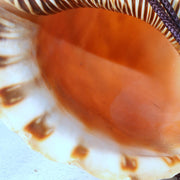 Japanese Horagai Triton’s Trumpet Shell Buddhist Ritual Horn 33cm SG8813