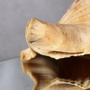 Japanese Horagai Triton’s Trumpet Shell Buddhist Ritual Horn 33cm SG8810