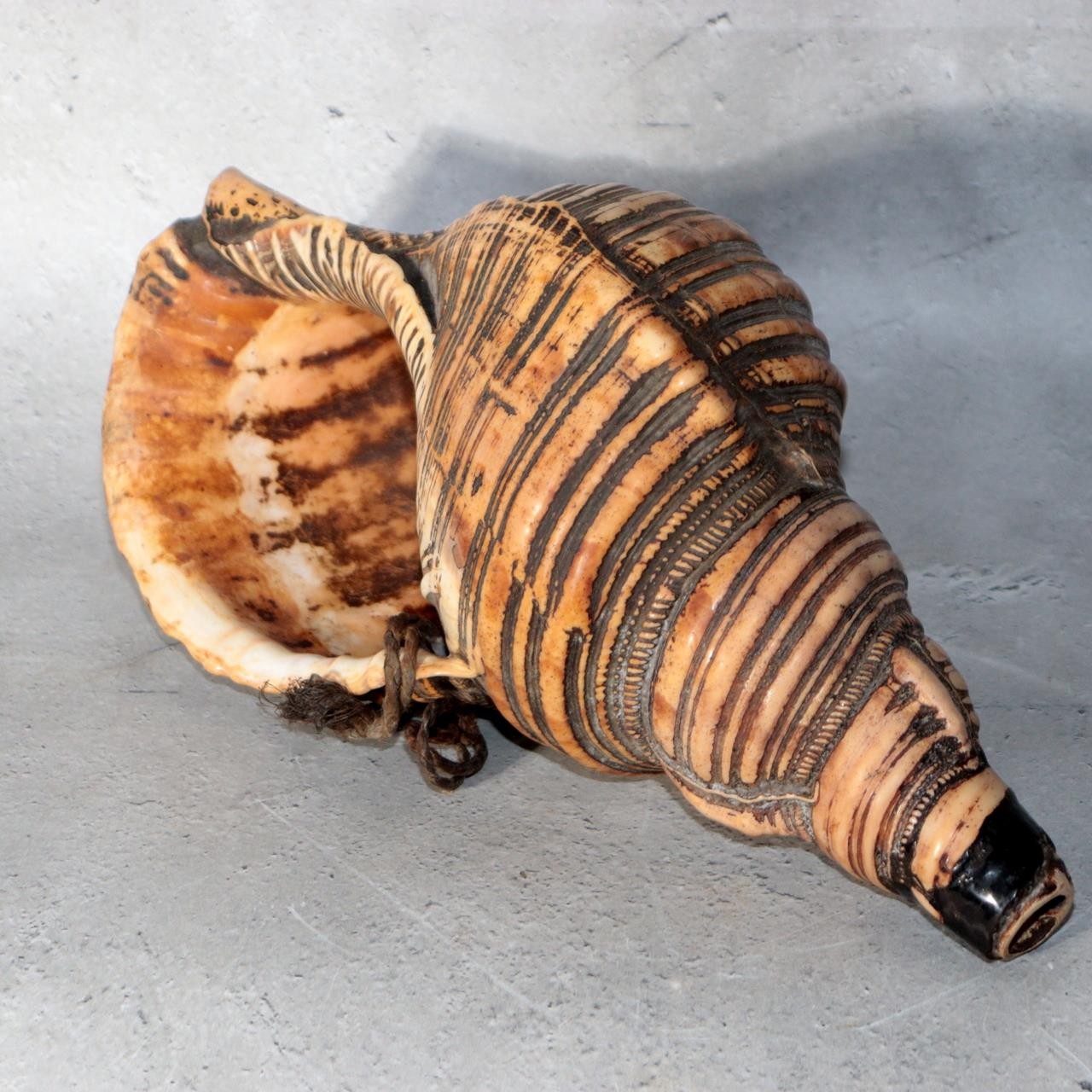 Vintage Japanese Horagai Conch Shell Trumpet Display Object SG910