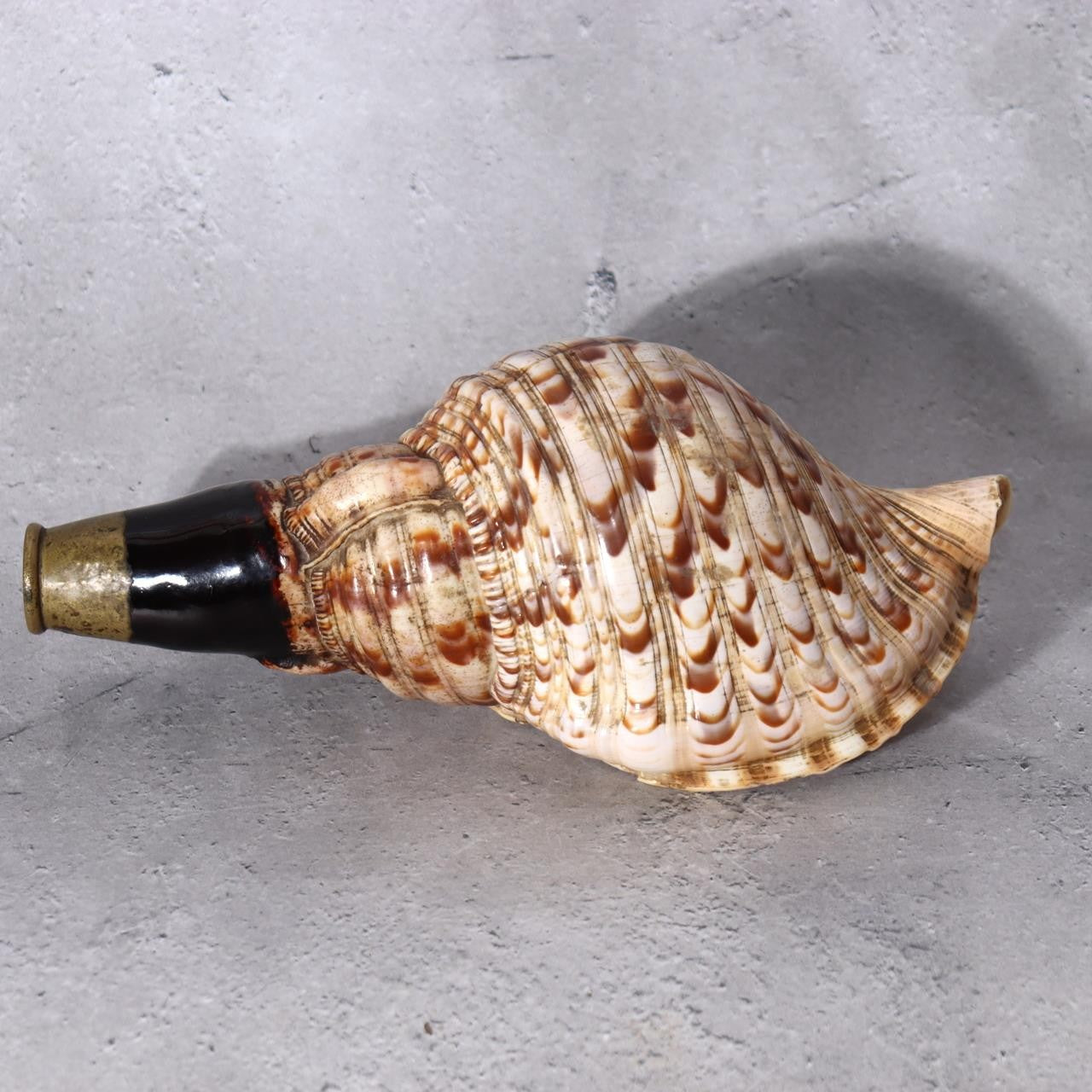 Japanese Horagai Conch Shell Trumpet  Yamabushi Samurai Whistle 23cm SG891