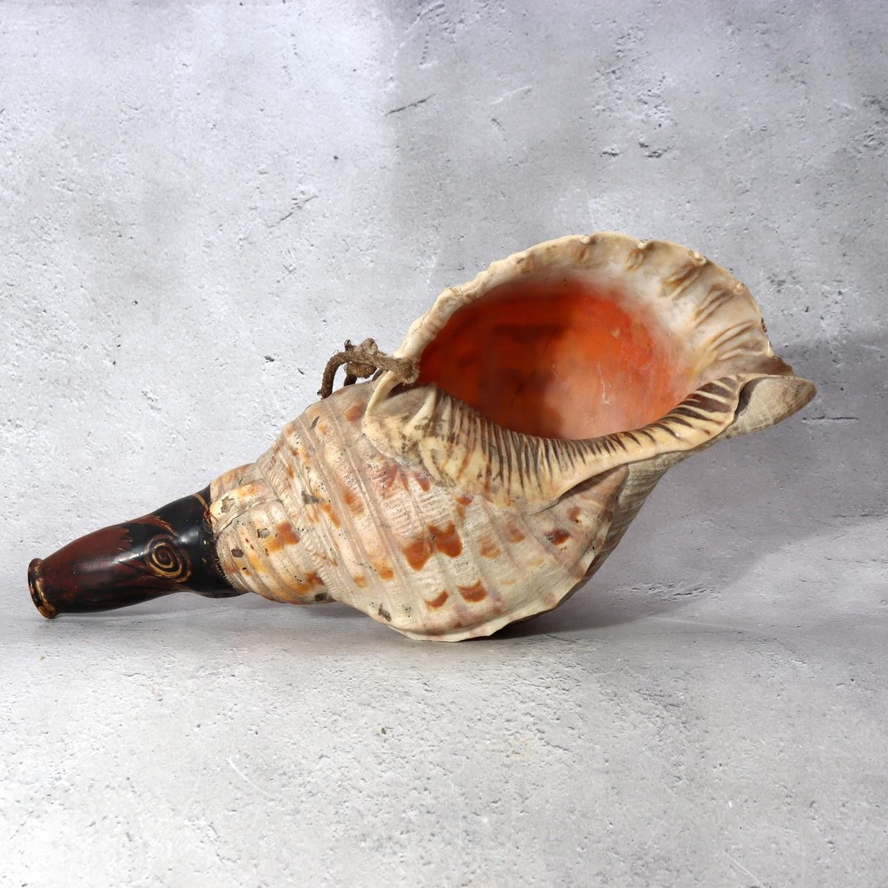 Japanese Horagai Conch Shell Trumpet Lacquered Mouthpiece Gold Swirls Yamabushi11