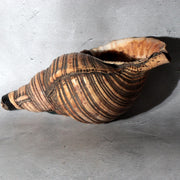 Vintage Japanese Horagai Conch Shell Trumpet Display Object SG912