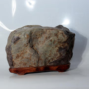 Japanese Natural Chrysanthemum Stone Kikuka-seki Neodani Gifu with Daiza SS2362