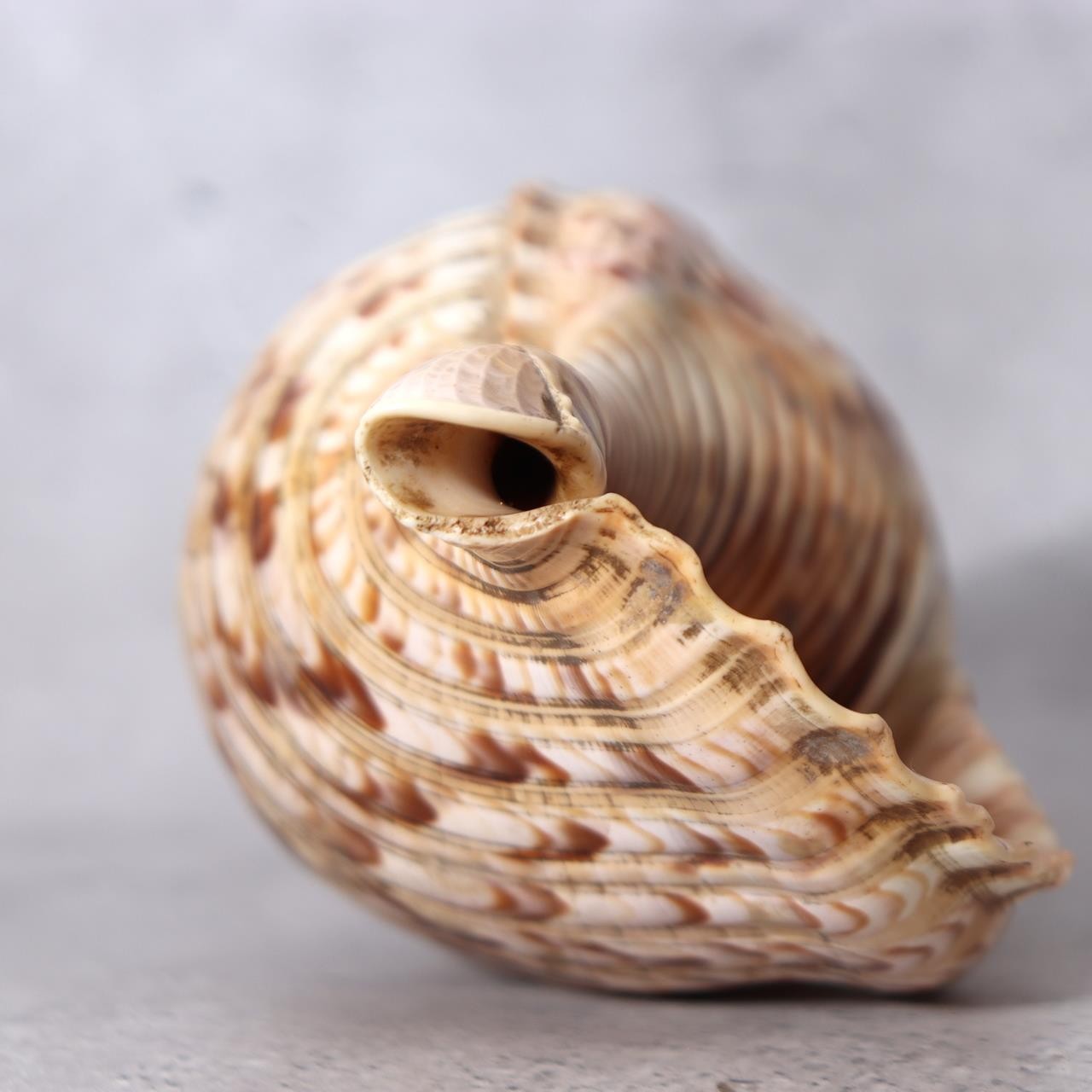 Japanese Horagai Conch Shell Trumpet  Yamabushi Samurai Whistle 23cm SG899