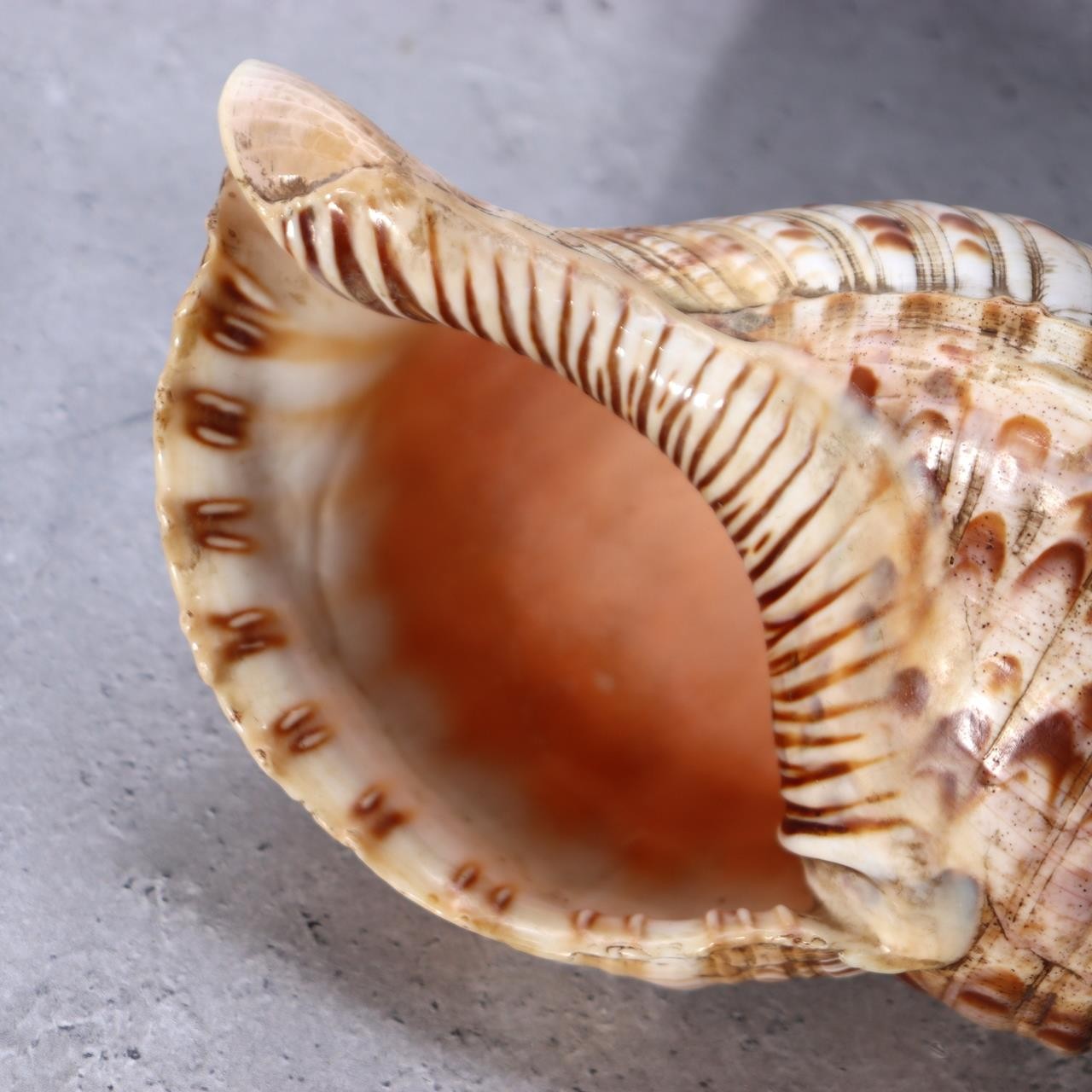 Japanese Horagai Conch Shell Trumpet  Yamabushi Samurai Whistle 23cm SG8911
