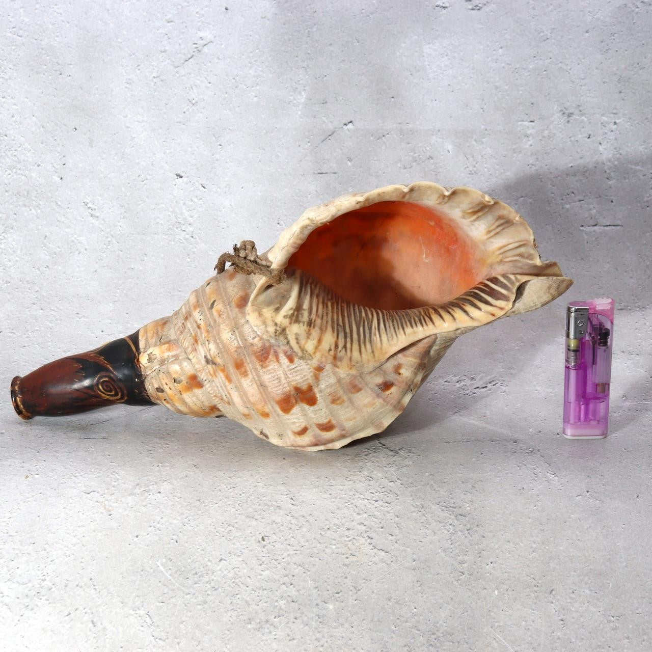 Japanese Horagai Conch Shell Trumpet Lacquered Mouthpiece Gold Swirls Yamabushi3