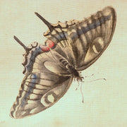 ​Vintage Japanese Hanging Scroll Kakejiku Peony Butterfly ASO4601