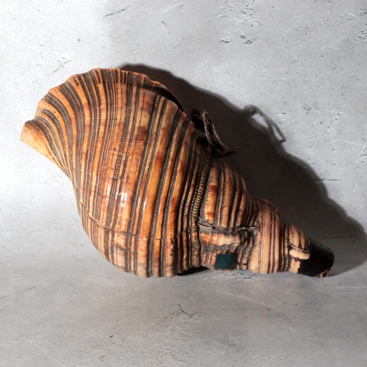 Vintage Japanese Horagai Conch Shell Trumpet Display Object SG9110