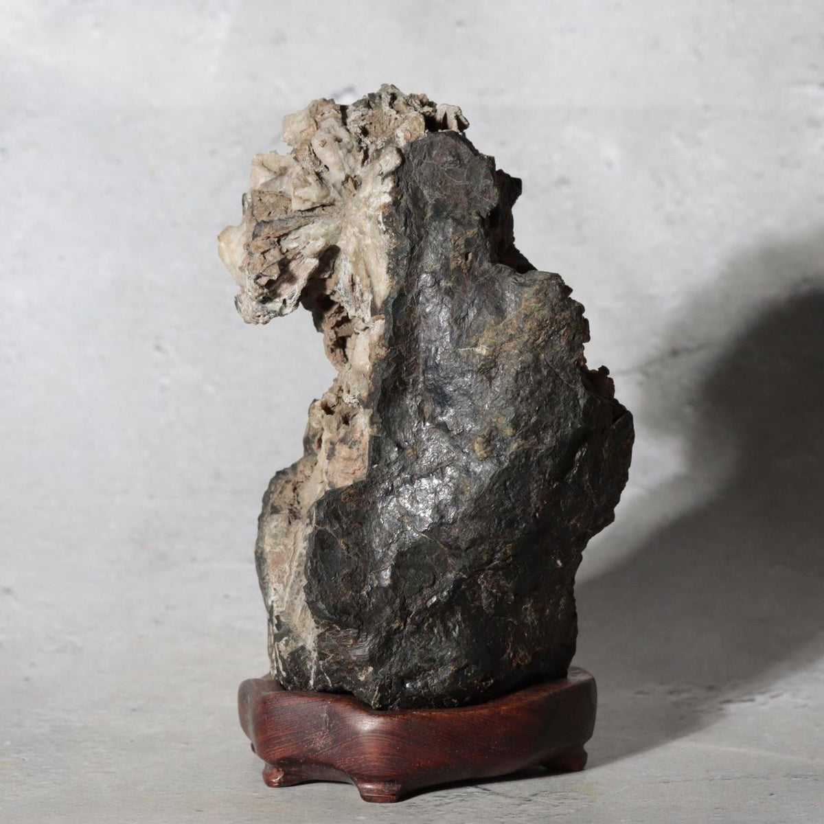 Japanese Suiseki Gifu Kikkaseki Chrysanthemum Stone Wooden Base SS2390