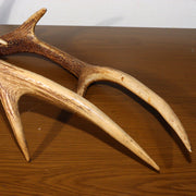 Japanese wooden Sword Rack Stand Deer antlers Kazuno Drawer Meiji era SWR348