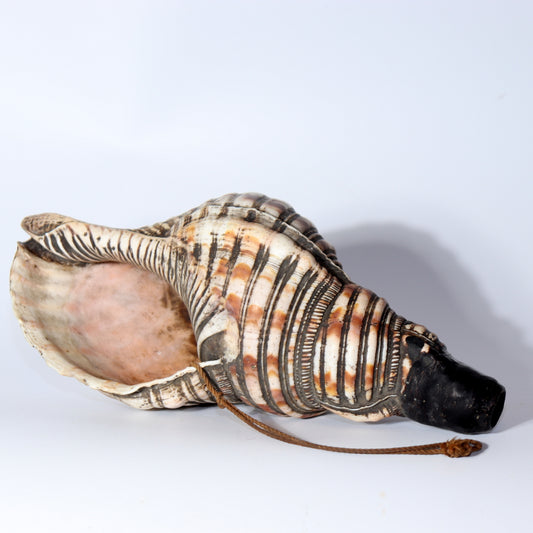 Japanese Antique conch shell trumpet Horagai Yamabushi Shugendo Trumpet SG83
