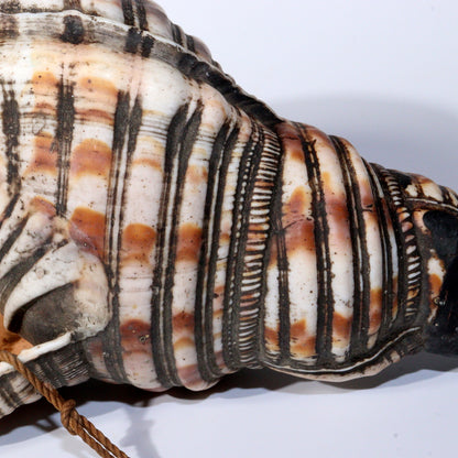 Japanese Antique conch shell trumpet Horagai Yamabushi Shugendo Trumpet SG83